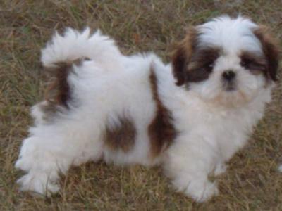 AKC shih tzu tence